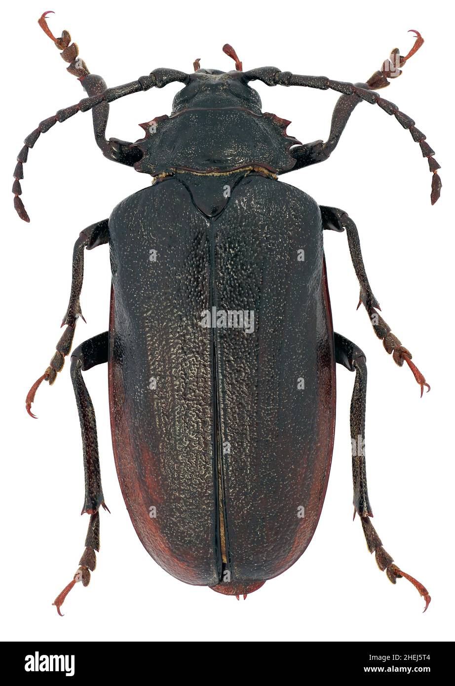 Prionus coriarius sometimes referred to as the tanner or the sawyer is a species of longhorn beetle on a white background Stock Photo