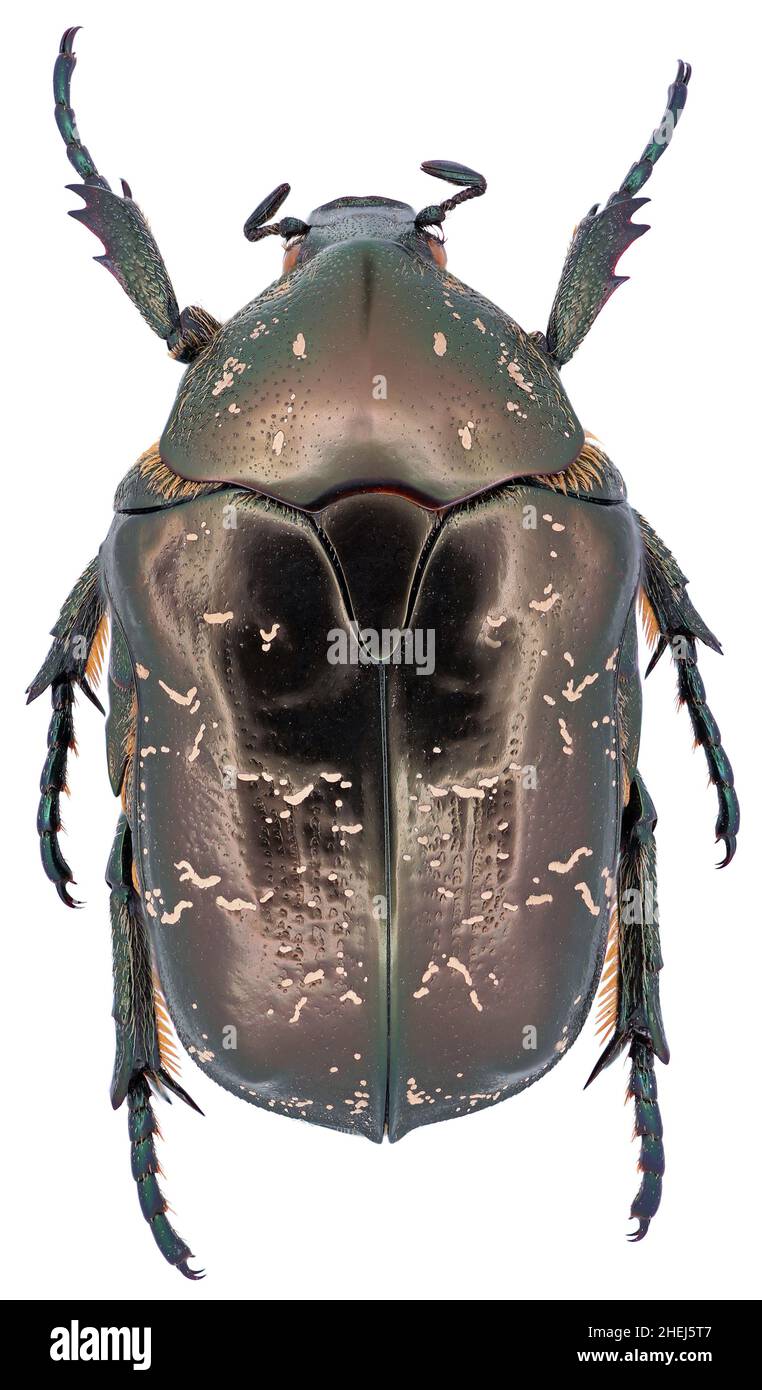 Protaetia lugubris beetle from family Scarabaeidae rare European beetle on a white background Stock Photo