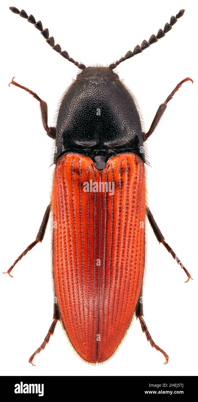 Ampedus is a species of click beetle belonging to the family Elateridae on a white background Stock Photo