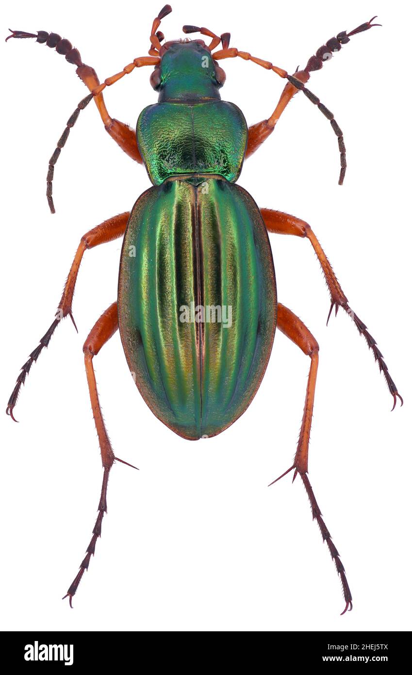 Carabus auratus is a member of a ground beetle family Carabidae on a white background Stock Photo