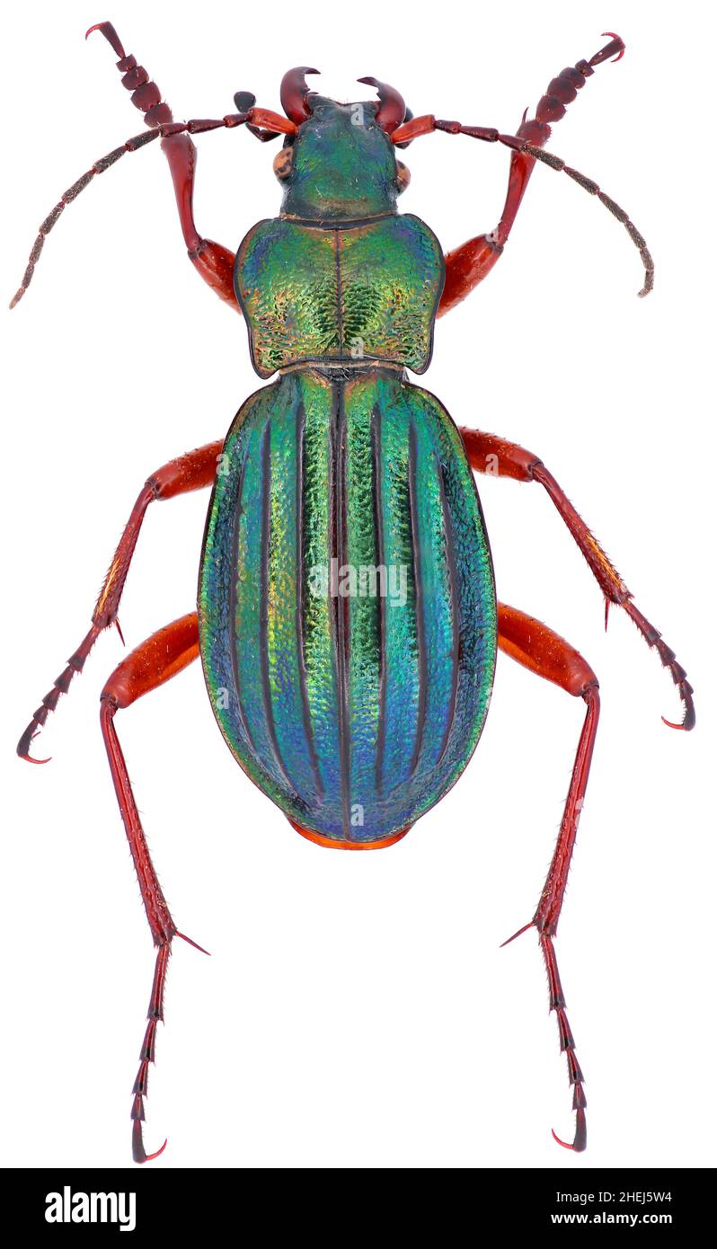 Male Carabus auronitens is a member of a ground beetle family Carabidae on a white background Stock Photo