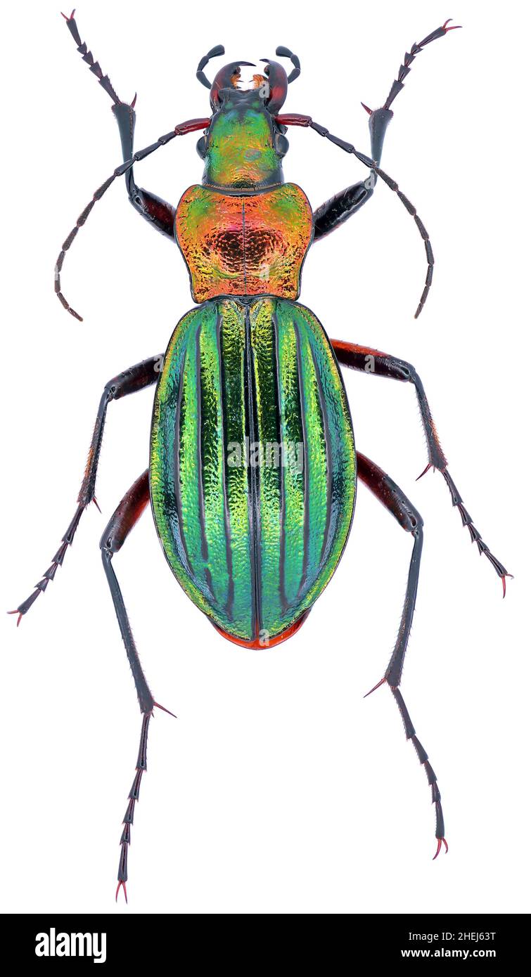 Female Carabus auronitens is a member of a ground beetle family Carabidae on a white background Stock Photo