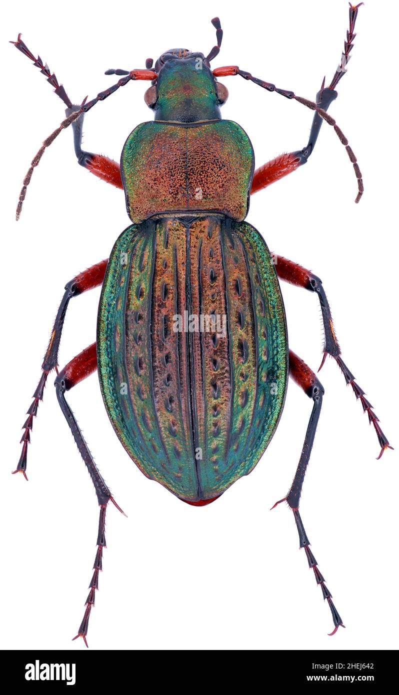 Carabus cancellatus is a member of a ground beetle family Carabidae on a white background Stock Photo