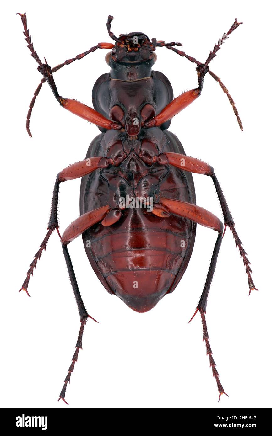Carabus cancellatus is a member of a ground beetle family Carabidae on a white background Stock Photo