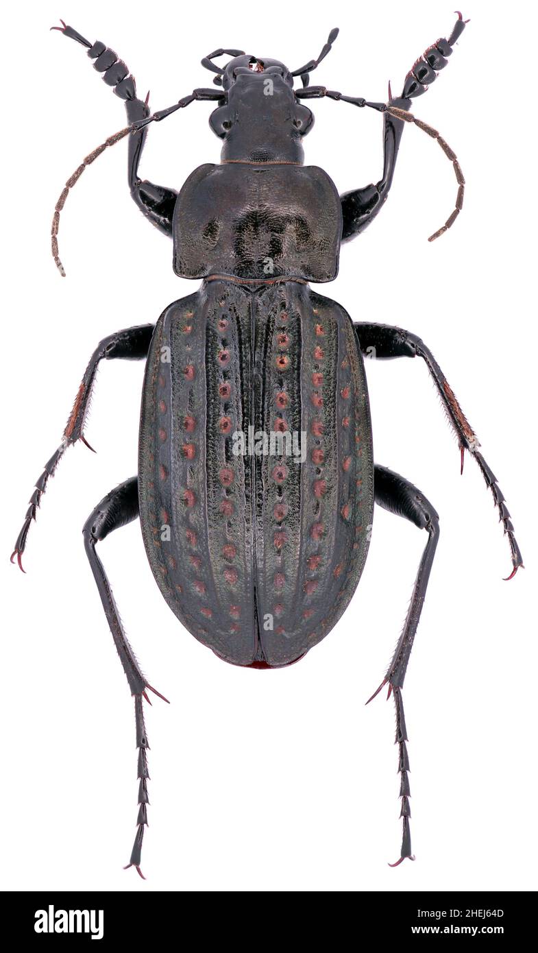 Carabus clatratus is a member of a ground beetle family Carabidae on a white background Stock Photo