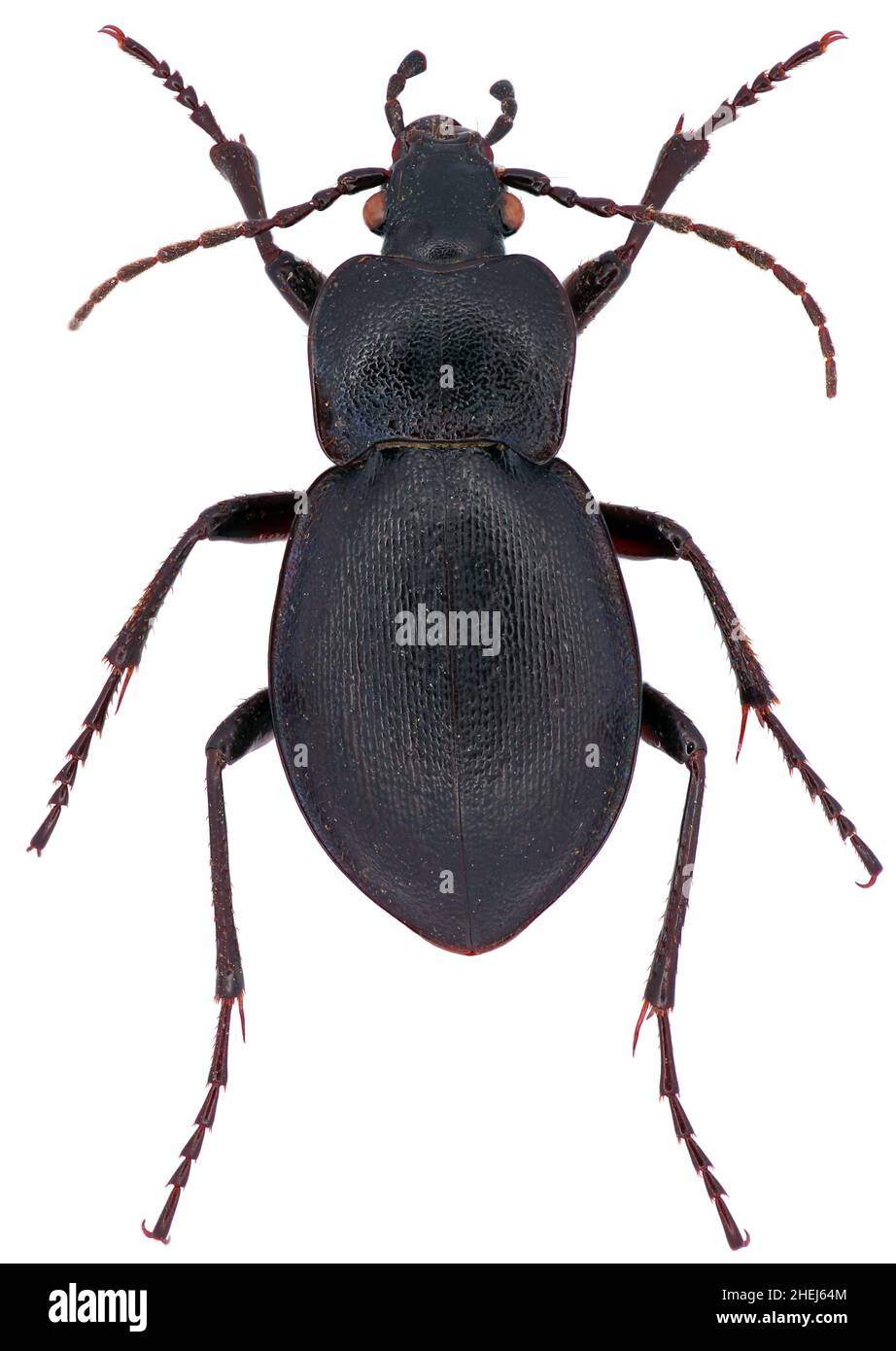 Carabus convexus is a member of a ground beetle family Carabidae on a white background Stock Photo