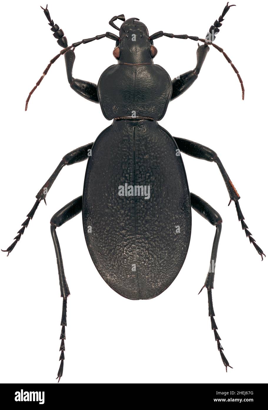 Carabus coriaceus is a member of a ground beetle family Carabidae on a white background Stock Photo