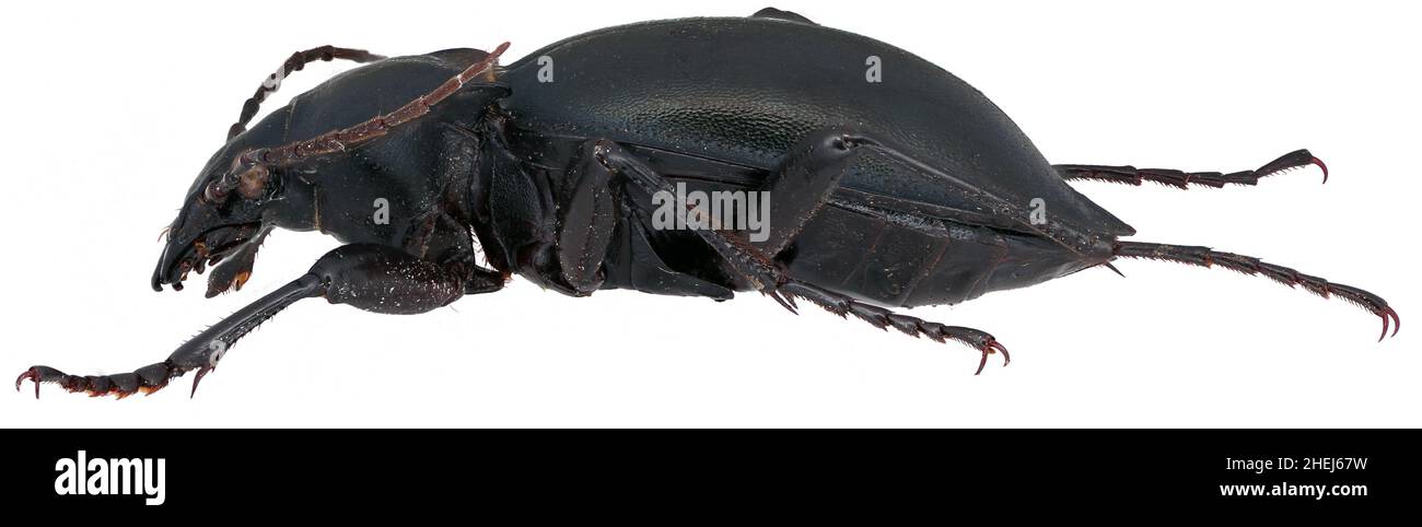 Carabus glabratus  is a member of a ground beetle family Carabidae on a white background Stock Photo