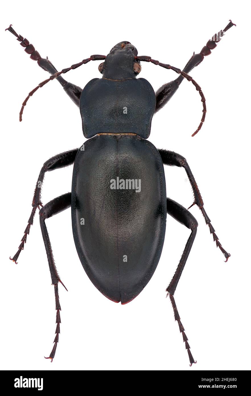 Carabus glabratus  is a member of a ground beetle family Carabidae on a white background Stock Photo