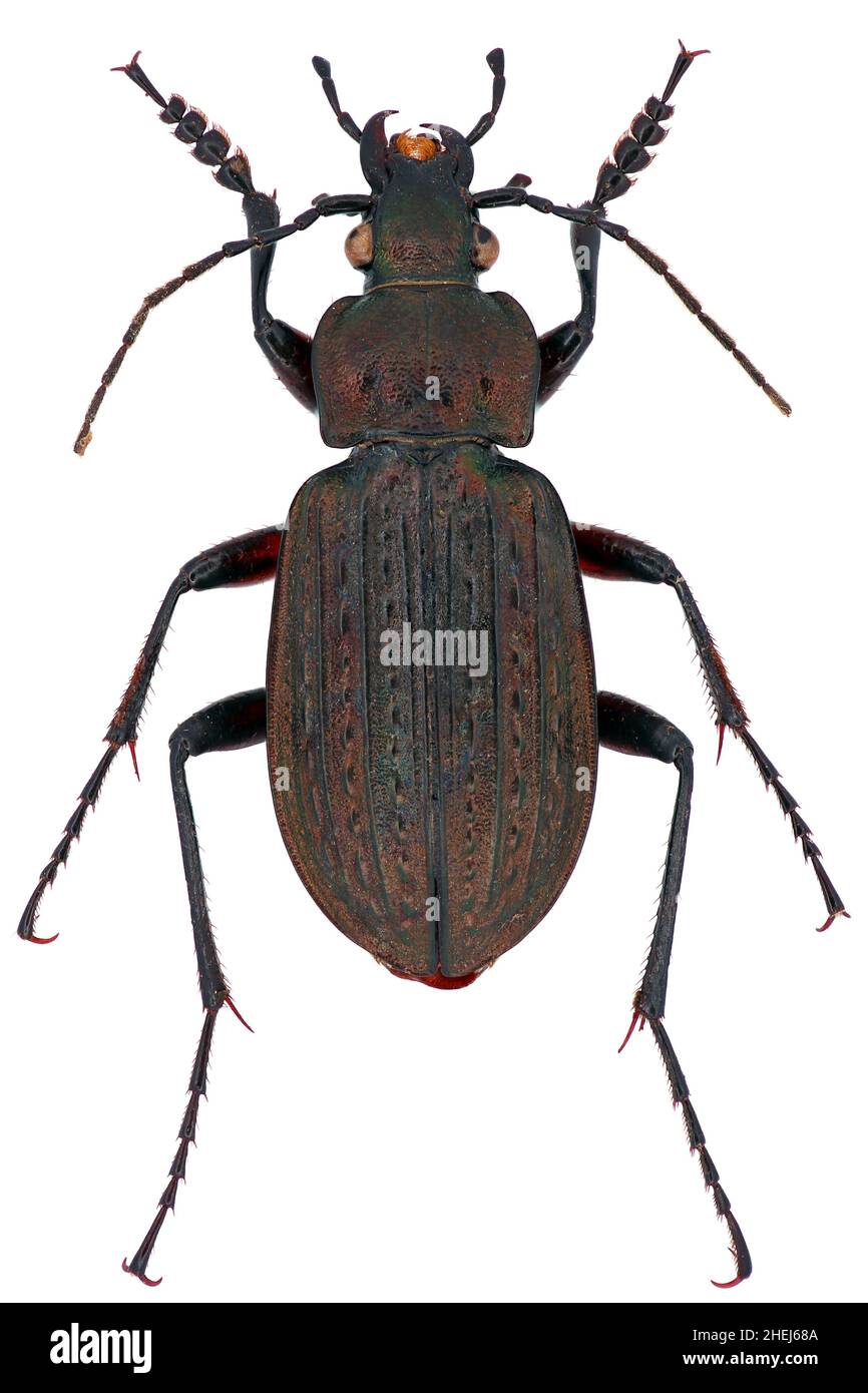Carabus granulatus is a member of a ground beetle family Carabidae on a white background Stock Photo