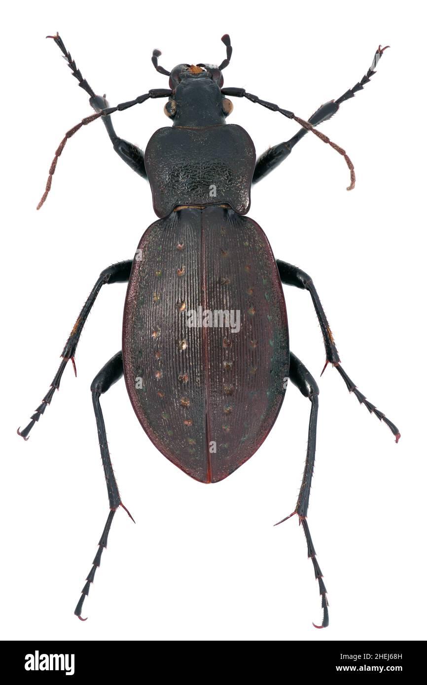 Carabus hortensis is a member of a ground beetle family Carabidae on a white background Stock Photo