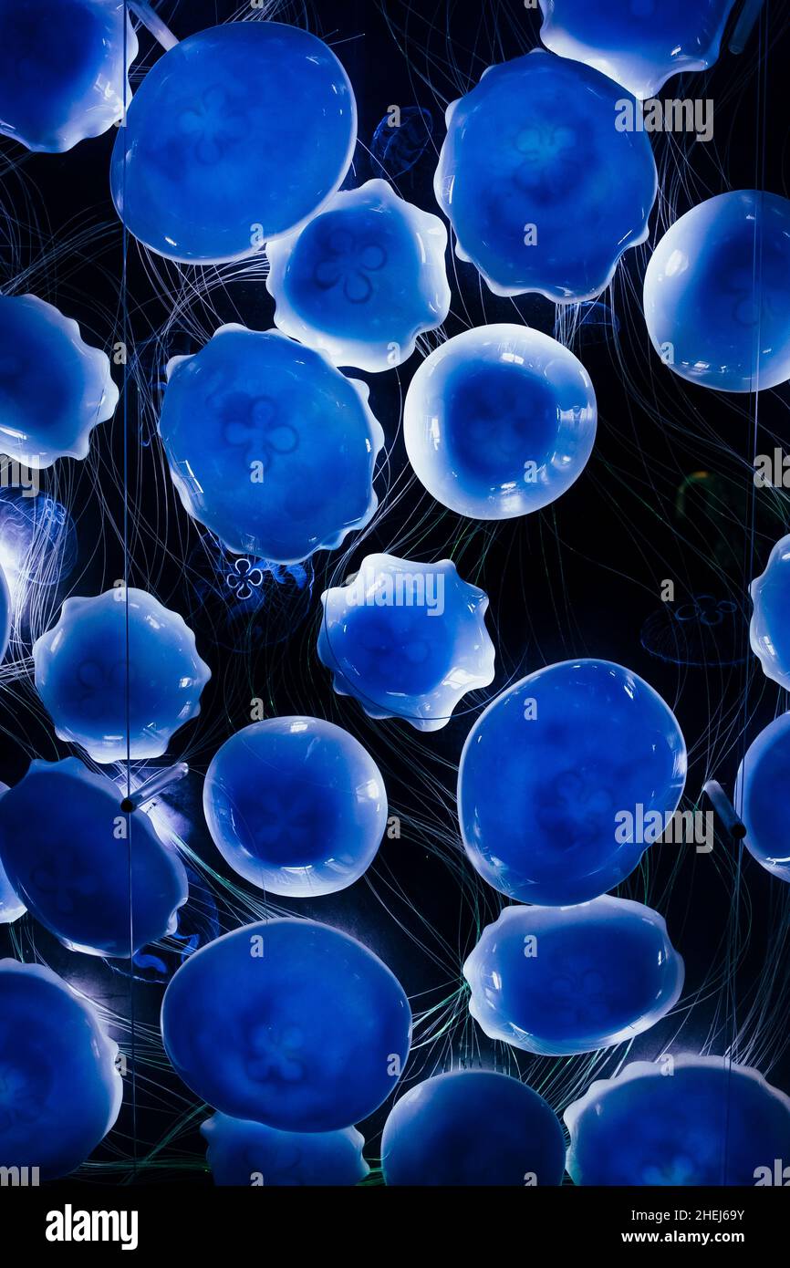 Abstraction of a blue jellyfish on a black background Stock Photo - Alamy