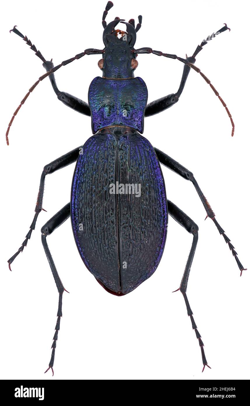 Carabus intricatus is a member of a ground beetle family Carabidae on a white background Stock Photo