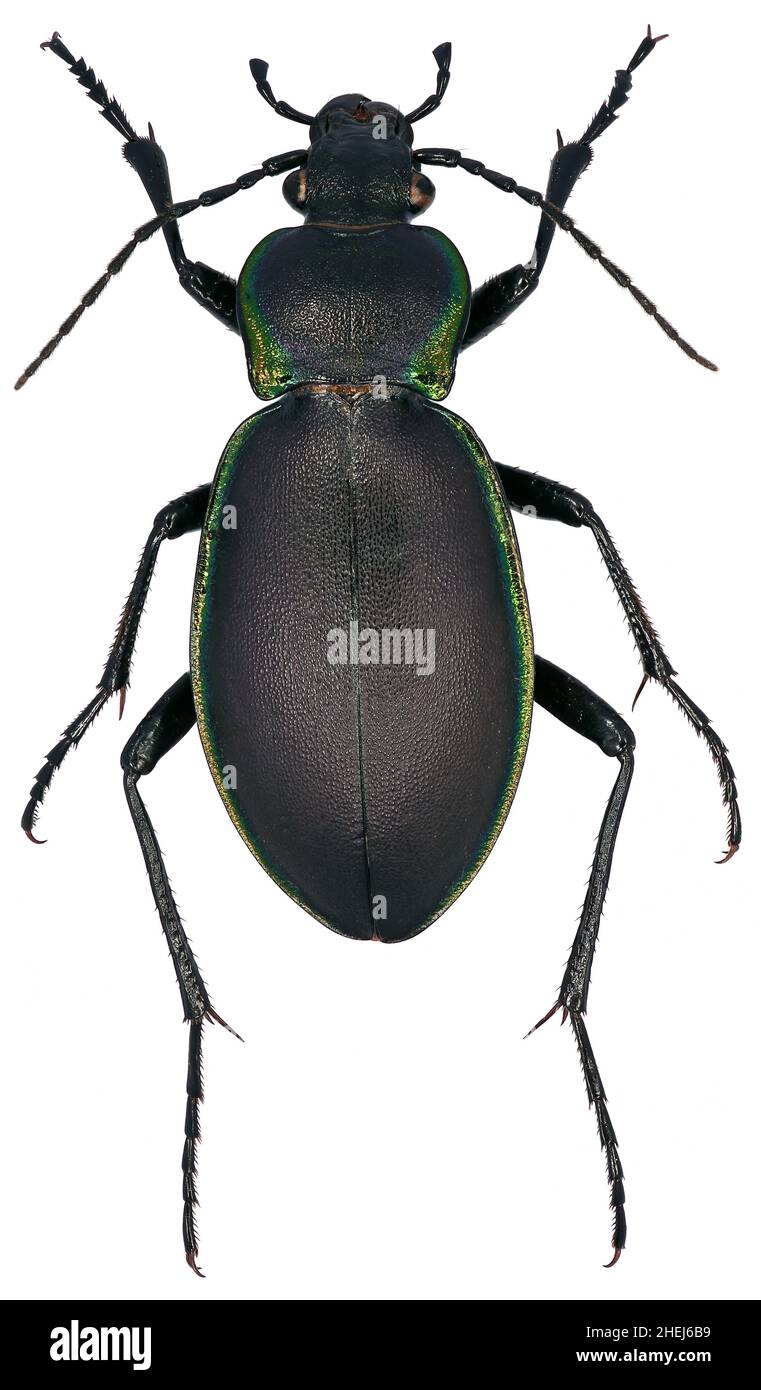 Carabus marginalis is a member of a ground beetle family Carabidae on a white background Stock Photo