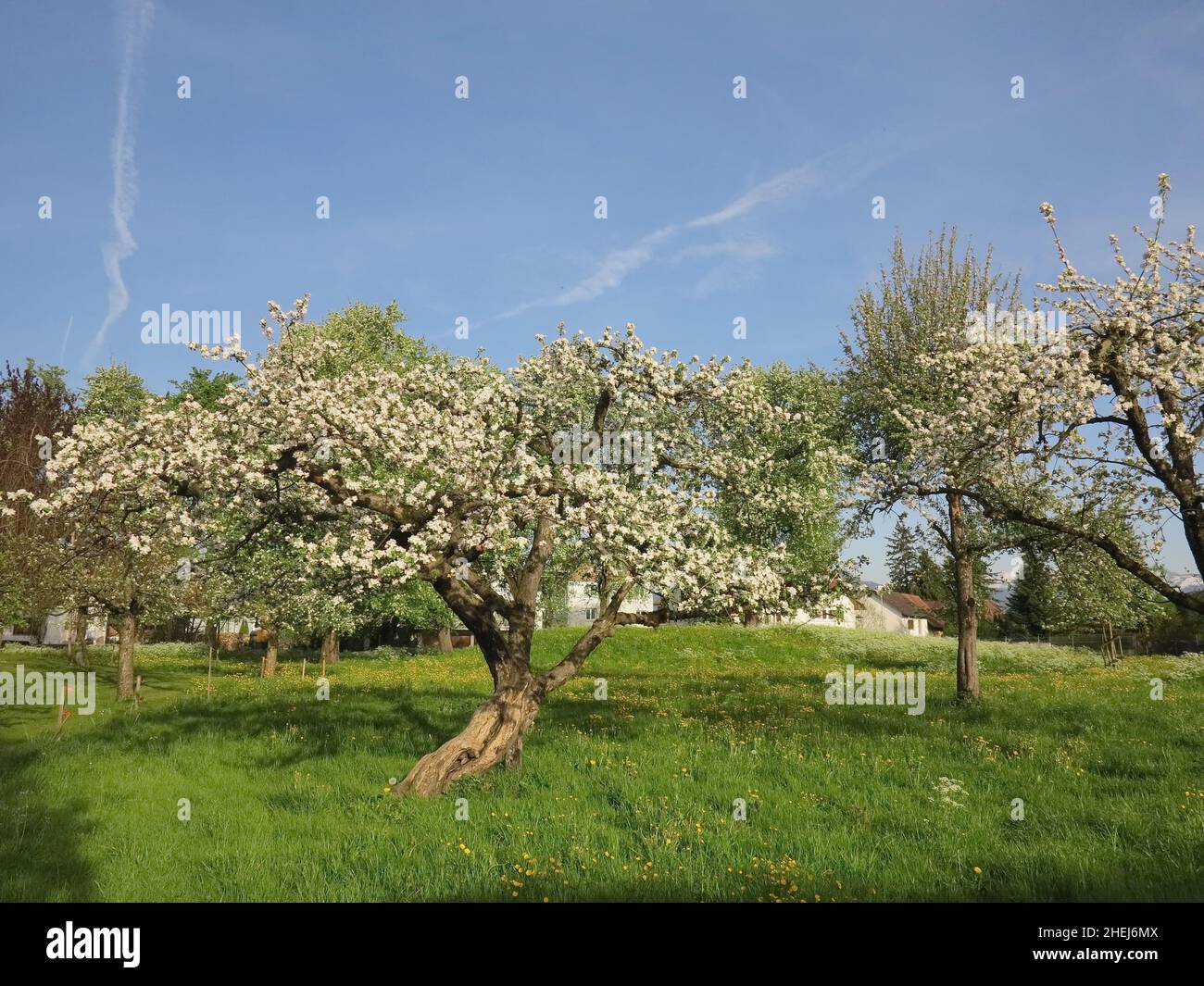 Group trees field spring hi-res stock photography and images - Alamy