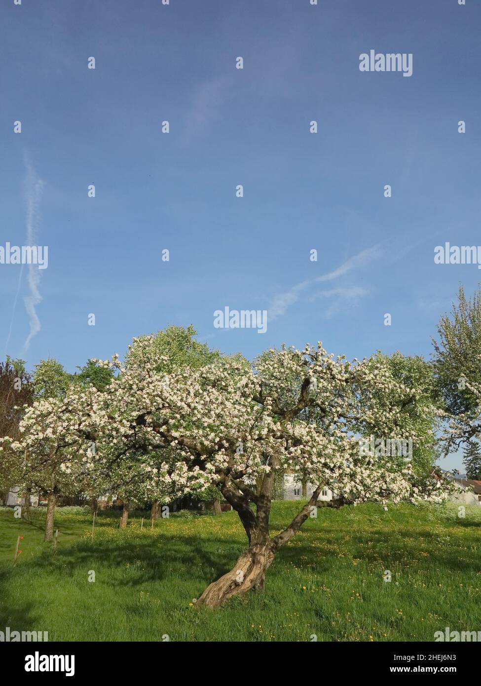 Group trees landscaped grass hi-res stock photography and images - Alamy