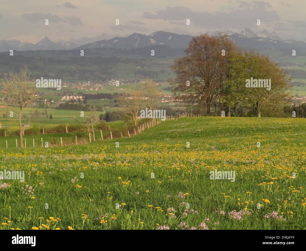 Group trees field spring hi-res stock photography and images - Alamy
