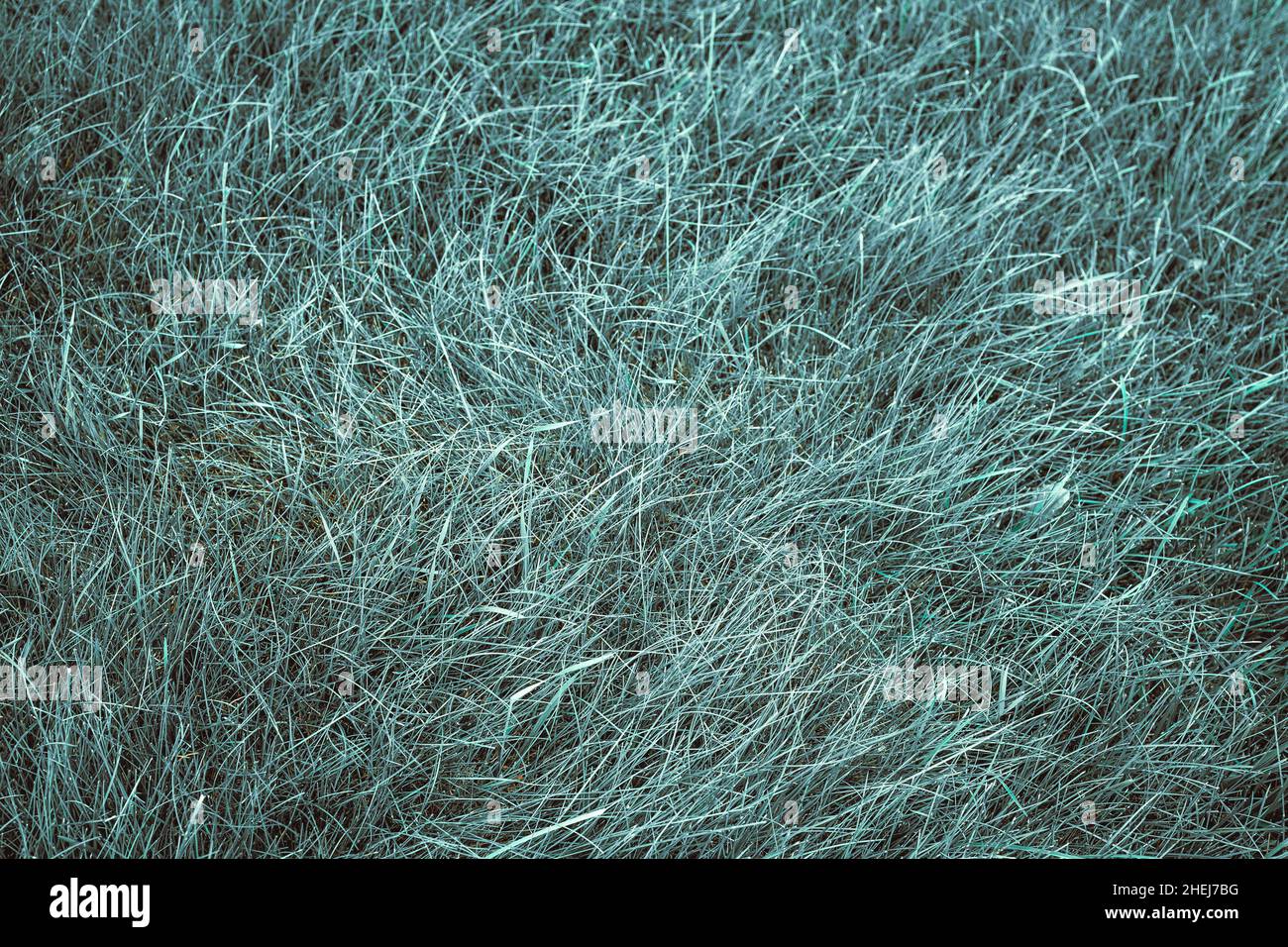 Green grass background turf grass surface abstract Stock Photo