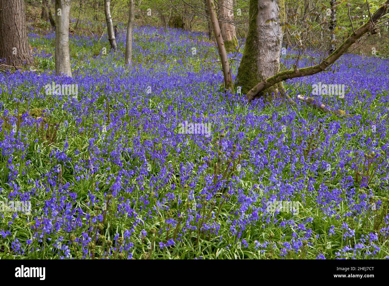Bluebells in a UK woodland in springtime. UK wildflowers blooming in the trees. Ribble valley landscape Stock Photo
