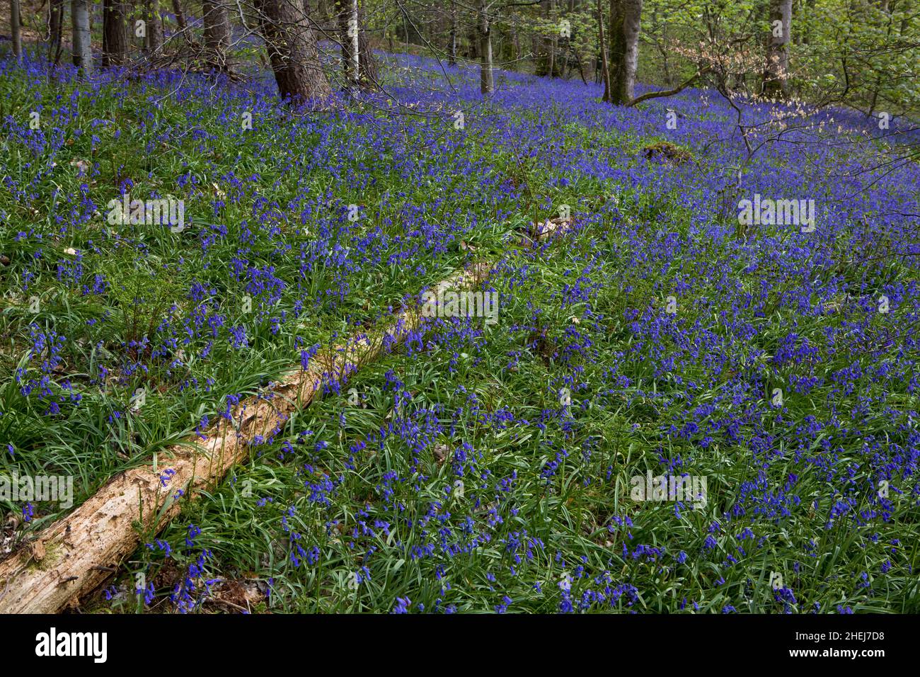 Bluebells in a UK woodland in springtime. UK wildflowers blooming in the trees. Ribble valley landscape Stock Photo