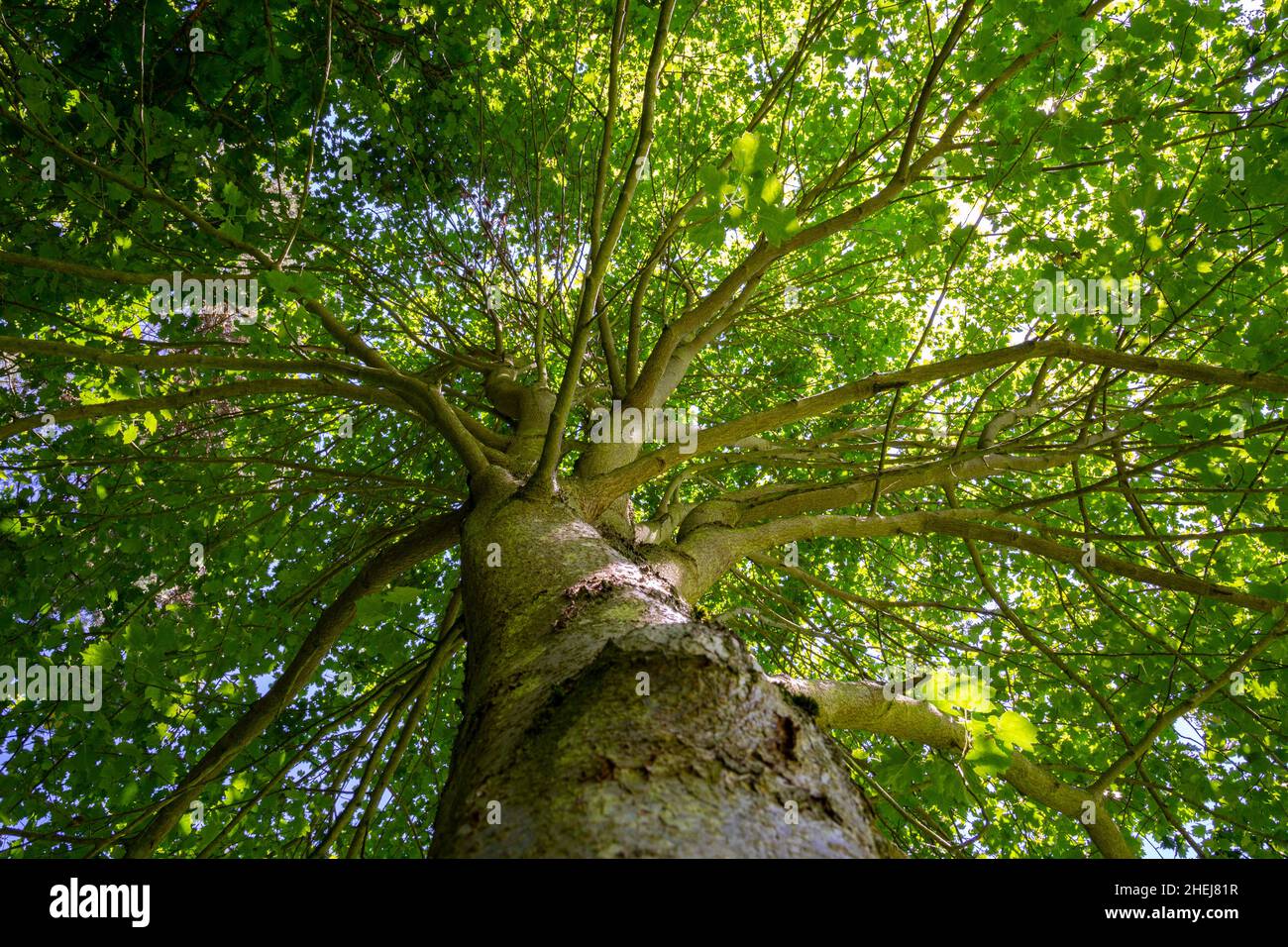 Sorbus torminalis crown Stock Photo - Alamy