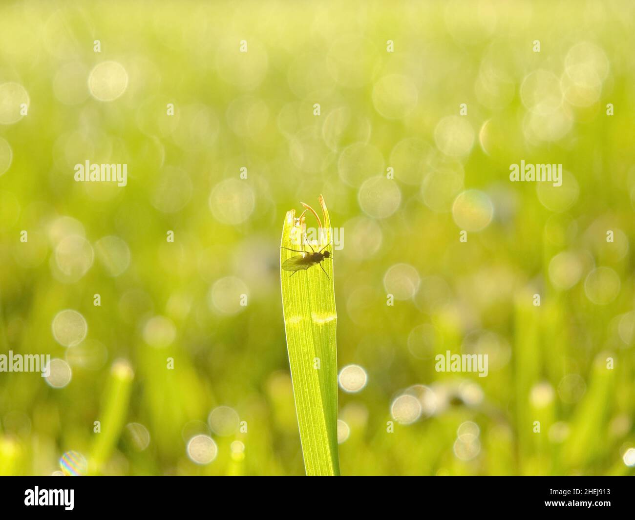 Grass garden uncut hi-res stock photography and images - Alamy