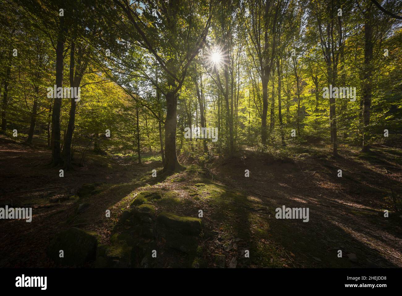 Acquerino nature reserve forest. Trees and sun, autumn season, Apennines, Tuscany region, Pistoia province, Italy, Europe Stock Photo
