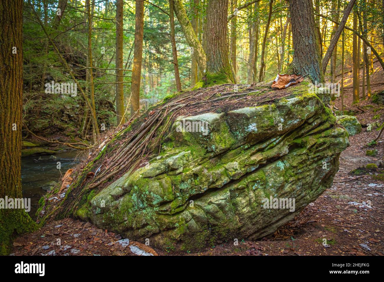 Hemlock trees grow on top of a boulder along the Fiery Gizzard Trail on the South Cumberland Plateau in Tennessee. Stock Photo