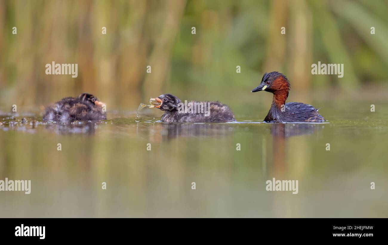 Little Grebe (Tachybaptus ruficollis) Swimming in Water catching fish and feeding chicks. This Waterfowl bird is member of the Grebe family. Wildlife Stock Photo