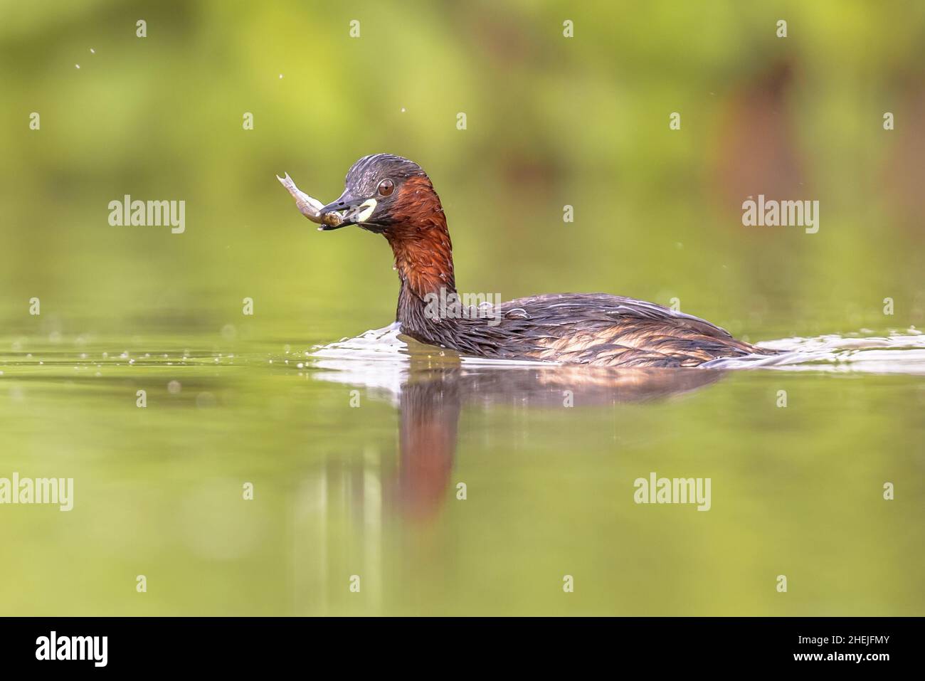 Little Grebe (Tachybaptus ruficollis) Swimming in Water catching fish. This Waterfowl bird is member of the Grebe family. Wildlife Scene of Nature in Stock Photo