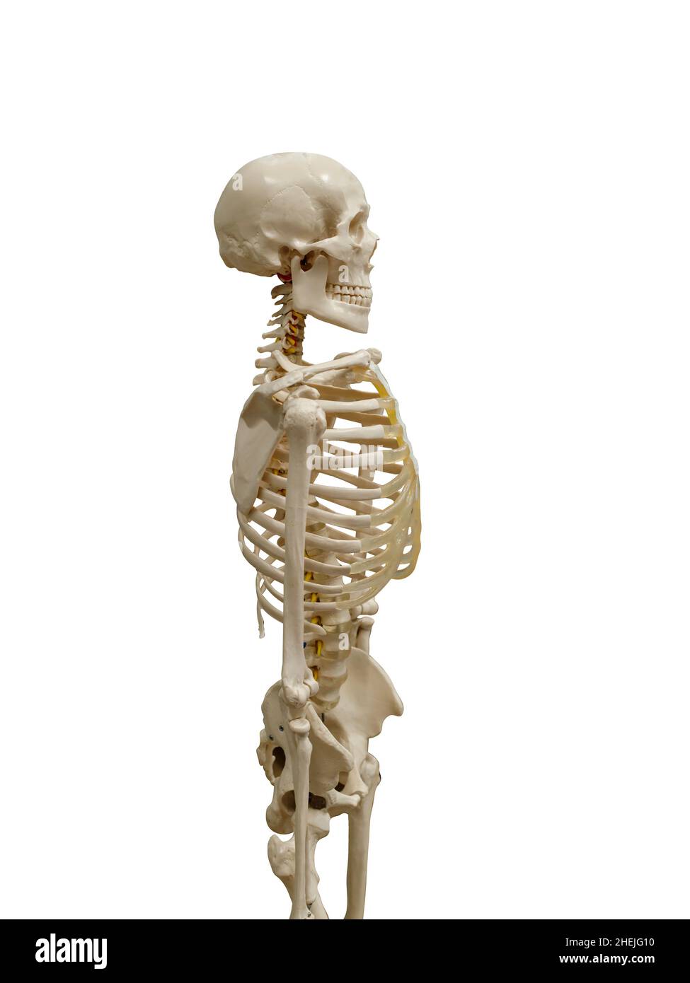 the human skeleton is isolated on a white background. profile view. High  quality photo Stock Photo - Alamy