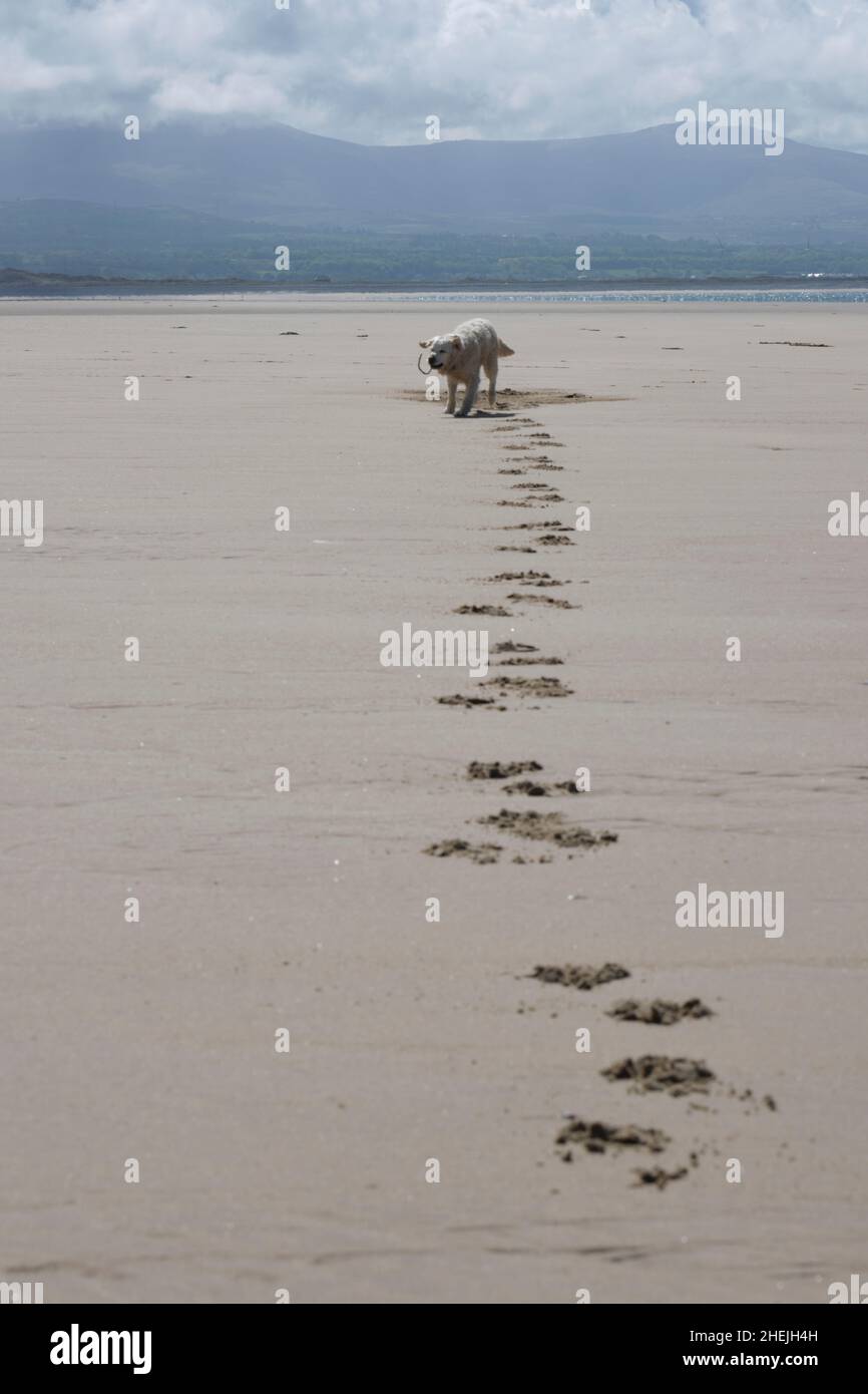 golden retriever dog laying down in sand with footpriints Stock Photo