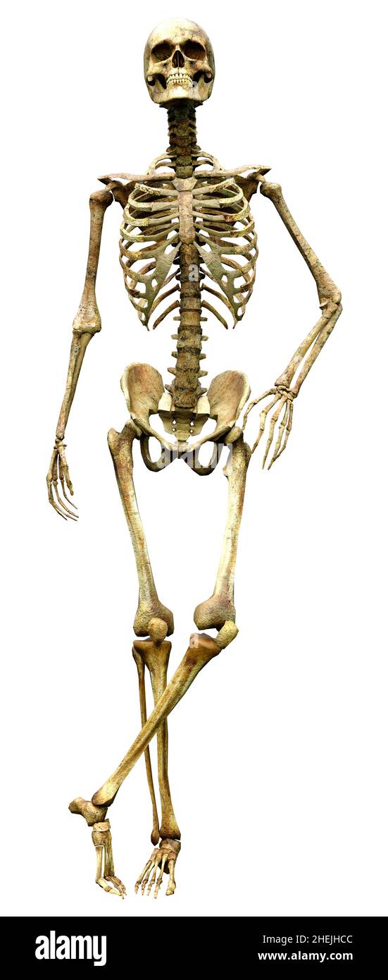 3D rendering of a human skeleton isolated on white background Stock ...