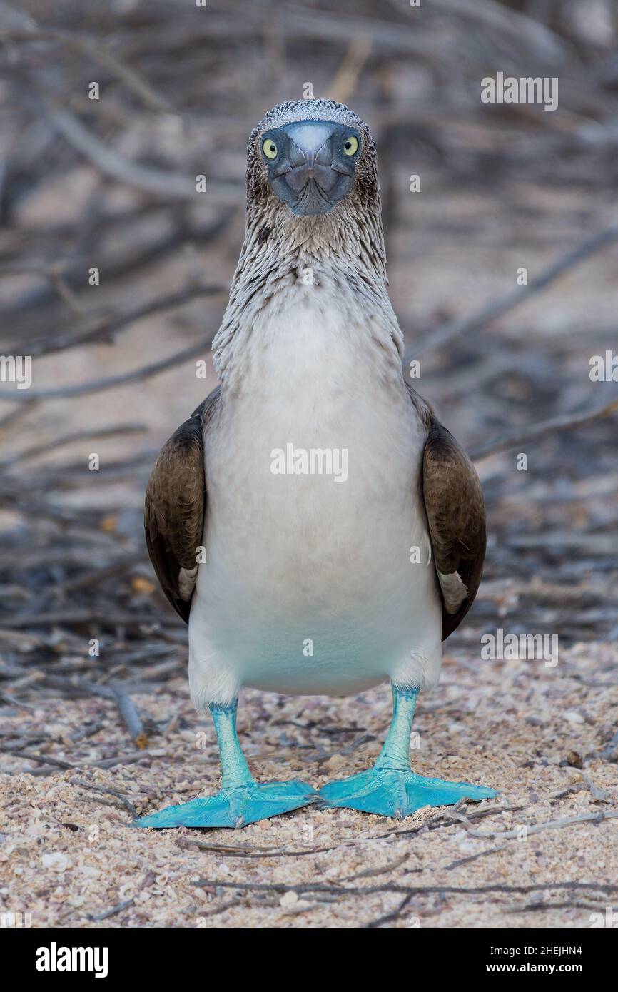 Front view of a Adult Blue Footed Booby (Sula nebouxii) standing on the Galapagos Islands, Ecuador. Stock Photo