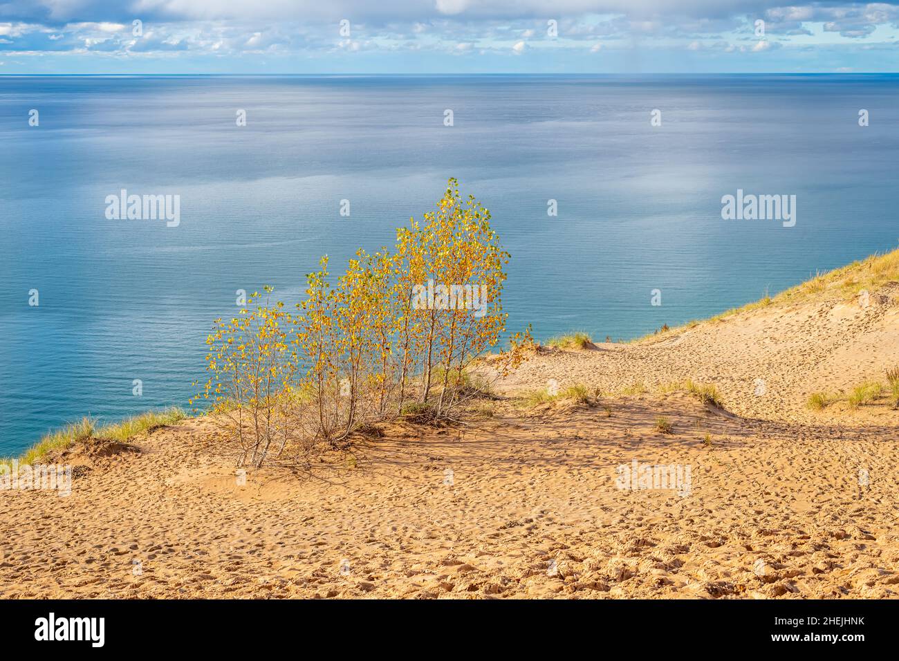 A stand of Yellow Quaking Aspen trees (Populus tremuloides) on a dune overlooking the Lake Michigan shoreline in the autumn the Sleeping Bear Dunes Na Stock Photo