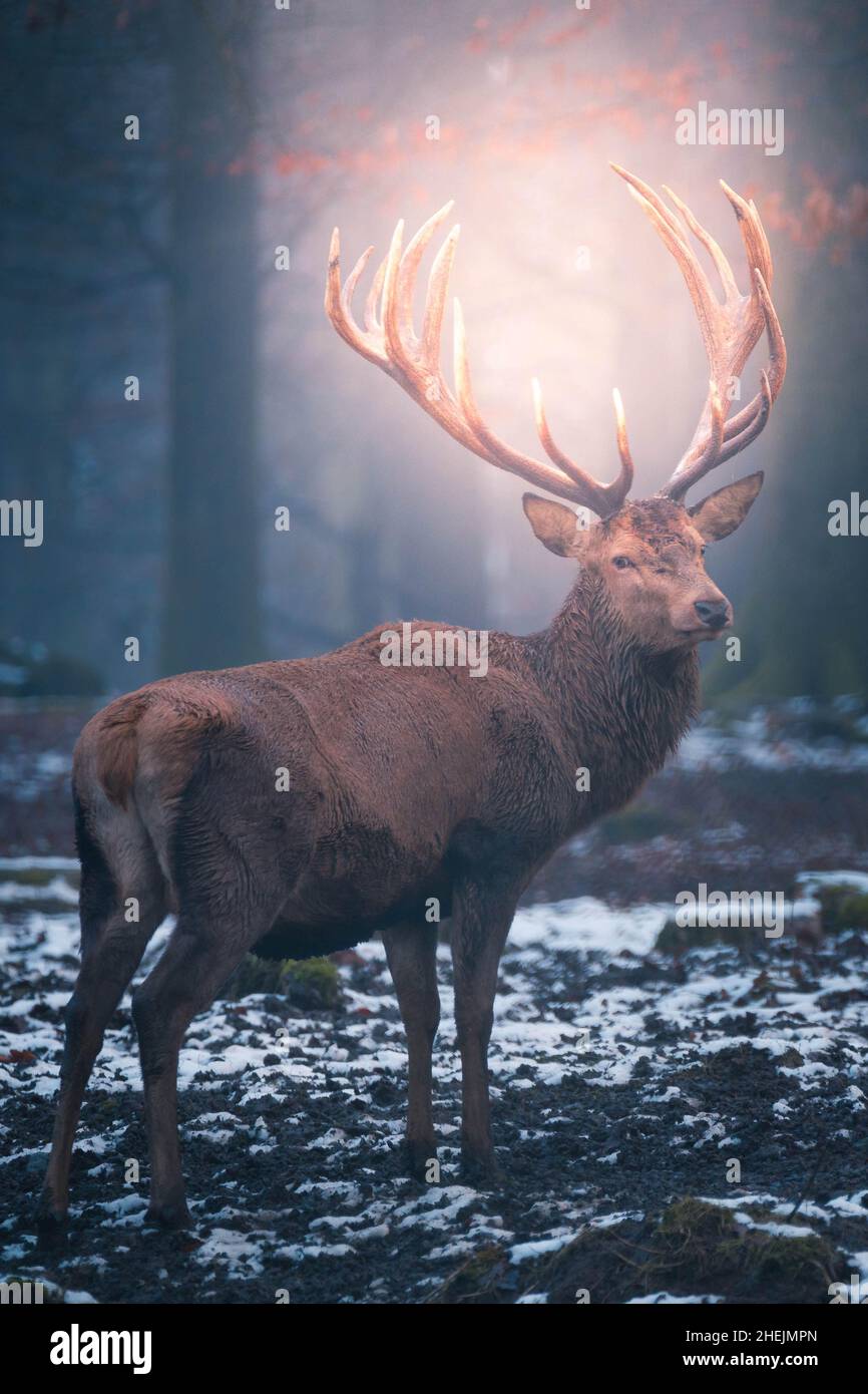 beautiful animals in the forests of Germany Stock Photo