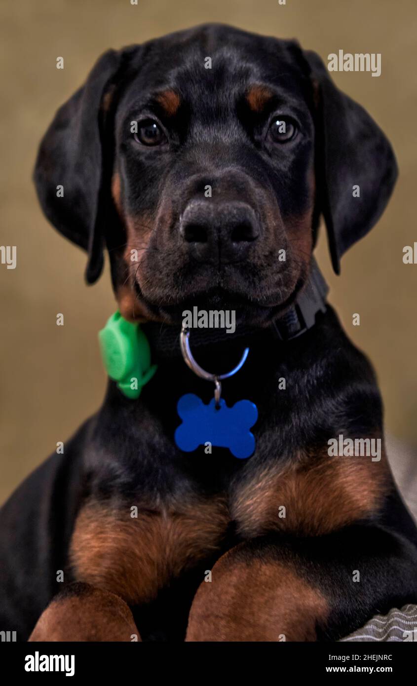 Portrait of Doberman puppy looking at camera Stock Photo
