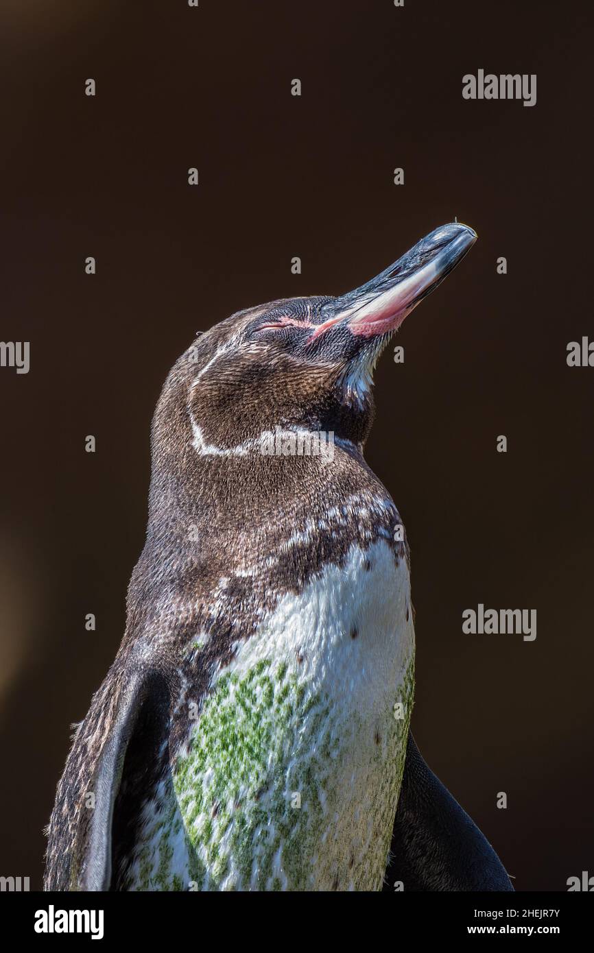 Galapagos Penguin (Spheniscus mendiculus) sunning. The green color on the feathers is algae, from spending a lot of time in the water looking for food. Stock Photo