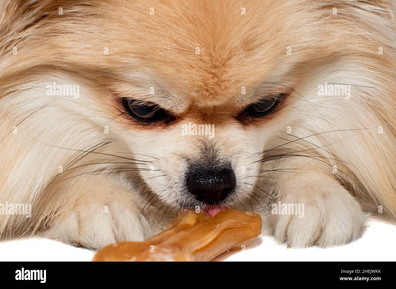 The dog chews on a bone. The Pomeranian eats a dog bone. Pomeranian