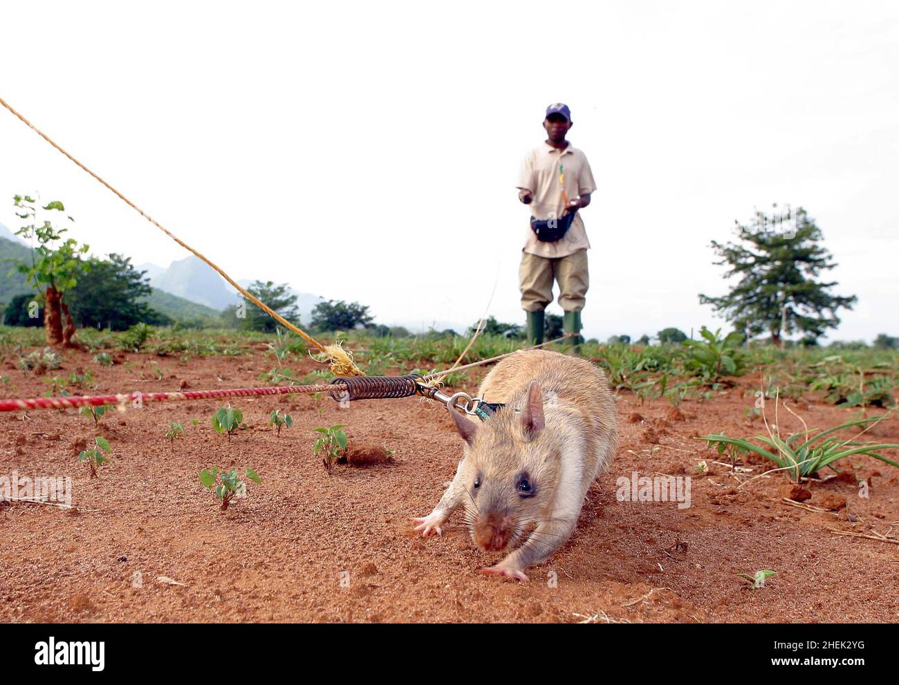 A  RAT SEARCHES FOR A LANDMINE IN A SIMULATED MINEFIELD WHILST TETHERED TO A GUIDE ROPE AND LEASH AND GUIDED BY ITS HANDLER AT THE APOPO TRAINING CENTRE, SOKOINE UNIVERSITY OF AGRICULTURE, MOROGORO, TANZANIA. AT THE CENTRE THE BELGIUM COMPANY (APOPO), THE BRAINCHILD OF BART WEETJENS, IS TRAINING RATS TO DETECT LANDMINES FOR USE IN WAR TORN REGIONS. Stock Photo