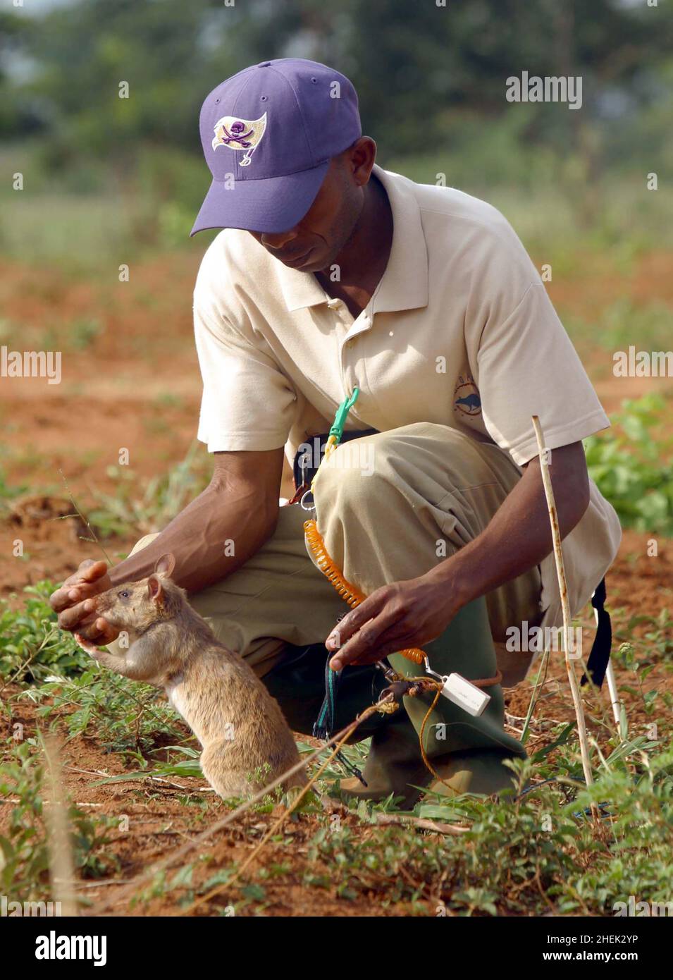 A  RAT IS REWARDED WITH FOOD AFTER LOCATING A LANDMINE IN A SIMULATED MINEFIELD AT THE APOPO TRAINING CENTRE, SOKOINE UNIVERSITY OF AGRICULTURE, MOROGORO, TANZANIA. AT THE CENTRE THE BELGIUM COMPANY (APOPO), THE BRAINCHILD OF BART WEETJENS, IS TRAINING RATS TO DETECT LANDMINES FOR USE IN WAR TORN REGIONS. Stock Photo