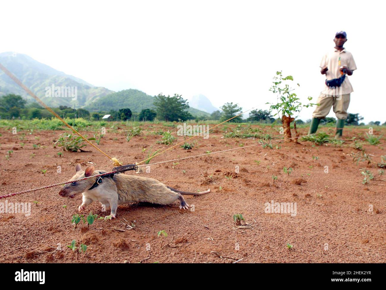 A  RAT SEARCHES FOR A LANDMINE IN A SIMULATED MINEFIELD WHILST TETHERED TO A GUIDE ROPE AND LEASH AND GUIDED BY ITS HANDLER AT THE APOPO TRAINING CENTRE, SOKOINE UNIVERSITY OF AGRICULTURE, MOROGORO, TANZANIA. AT THE CENTRE THE BELGIUM COMPANY (APOPO), THE BRAINCHILD OF BART WEETJENS, IS TRAINING RATS TO DETECT LANDMINES FOR USE IN WAR TORN REGIONS. Stock Photo
