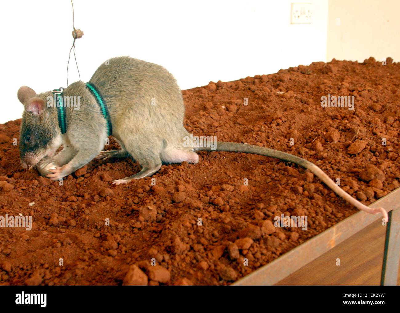 A  RAT UNEARTHS A TNT CAPSULE WHICH HAS BEEN HIDDEN IN SOIL AT THE APOPO TRAINING CENTRE, SOKOINE UNIVERSITY OF AGRICULTURE, MOROGORO, TANZANIA. AT THE CENTRE THE BELGIUM COMPANY (APOPO), THE BRAINCHILD OF BART WEETJENS, IS TRAINING RATS TO DETECT LANDMINES FOR USE IN WAR TORN REGIONS. Stock Photo