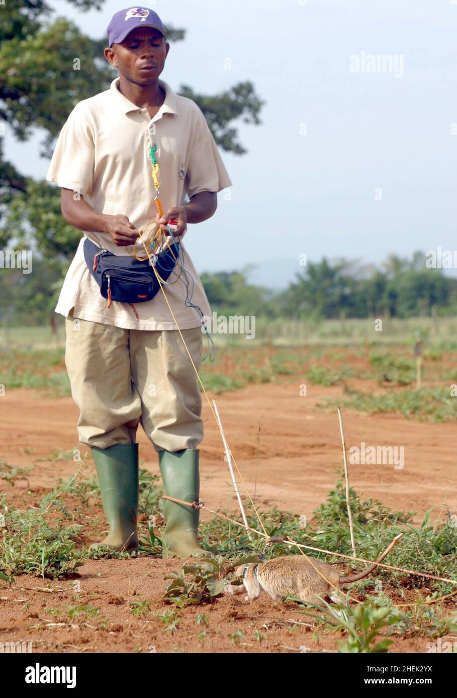 A  RAT RETURNS FOR ITS REWARD AFTER IDENTIFYING A LANDMINE IN A SIMULATED MINEFIELD WHILST TETHERED TO A GUIDE ROPE AND LEASH AND GUIDED BY ITS HANDLER AT THE APOPO TRAINING CENTRE, SOKOINE UNIVERSITY OF AGRICULTURE, MOROGORO, TANZANIA. AT THE CENTRE THE BELGIUM COMPANY (APOPO), THE BRAINCHILD OF BART WEETJENS, IS TRAINING RATS TO DETECT LANDMINES FOR USE IN WAR TORN REGIONS. Stock Photo