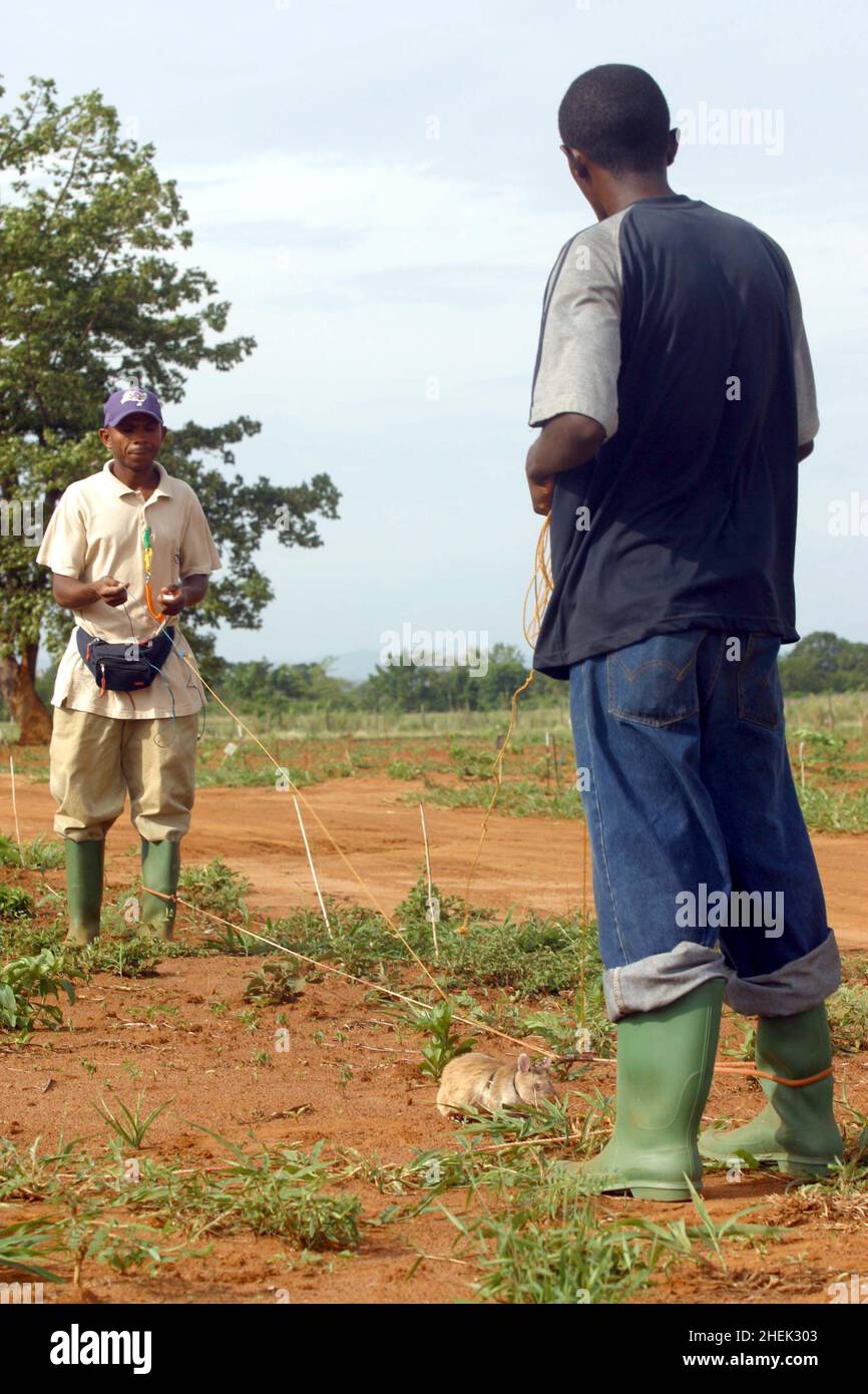 A  RAT SEARCHES FOR A LANDMINE IN A SIMULATED MINEFIELD WHILST TETHERED TO A GUIDE ROPE AND LEASH AND GUIDED BY ITS HANDLER AT THE APOPO TRAINING CENTRE, SOKOINE UNIVERSITY OF AGRICULTURE, MOROGORO, TANZANIA. AT THE CENTRE THE BELGIUM COMPANY (APOPO), THE BRAINCHILD OF BART WEETJENS, IS TRAINING RATS TO DETECT LANDMINES FOR USE IN WAR TORN REGIONS. Stock Photo