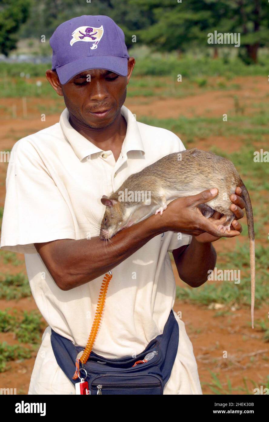 Transporting Rats A HANDLER WITH A TRAINED GIANT POUCHED RAT (CRICETOMYS GAMBIANUS) AT ...