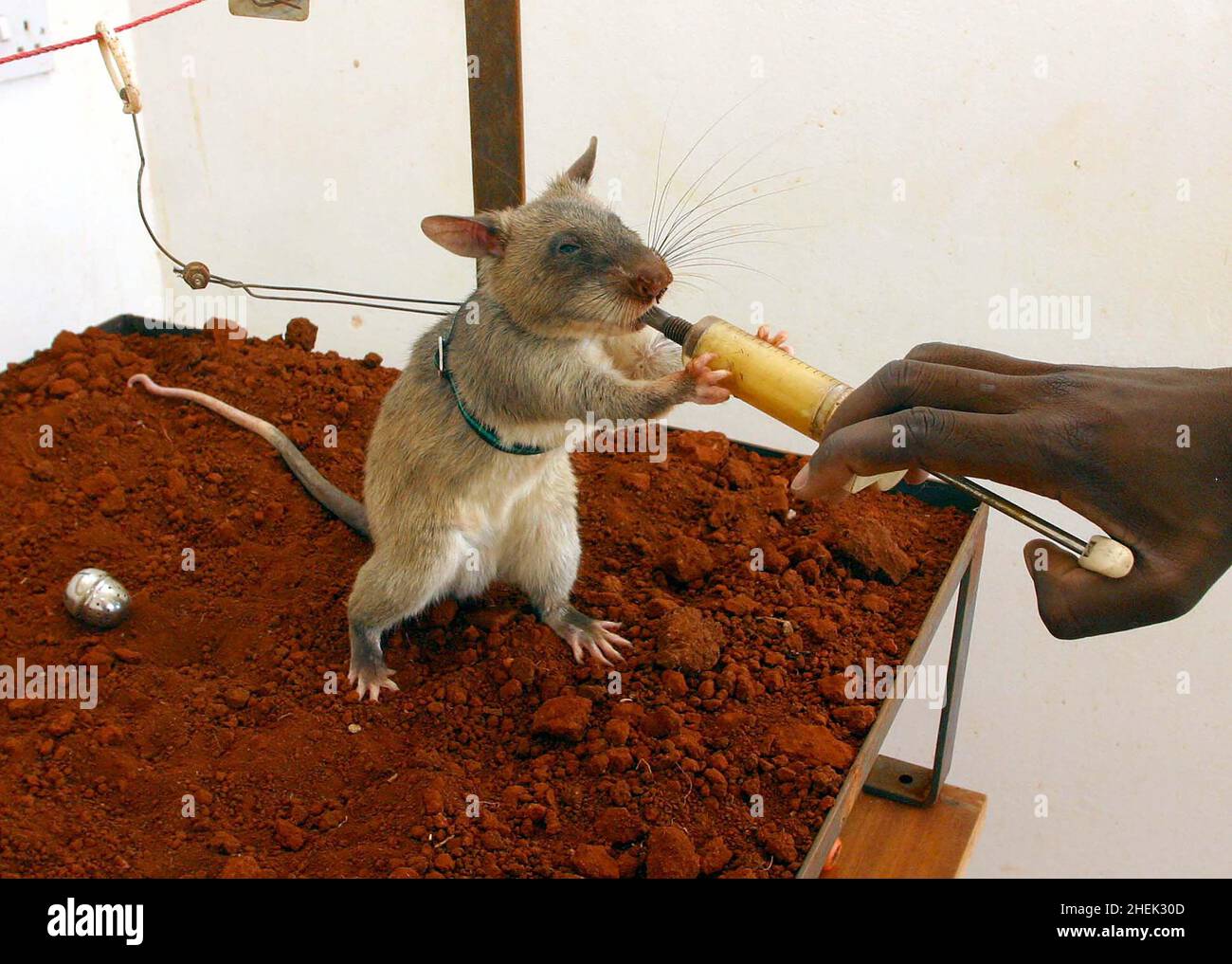 A  RAT IS REWARDED WITH FOOD AFTER LOCATING AND UNEARTHING A TNT CAPSULE WHICH HAS BEEN HIDDEN IN SOIL AT THE APOPO TRAINING CENTRE, SOKOINE UNIVERSITY OF AGRICULTURE, MOROGORO, TANZANIA. AT THE CENTRE THE BELGIUM COMPANY (APOPO), THE BRAINCHILD OF BART WEETJENS, IS TRAINING RATS TO DETECT LANDMINES FOR USE IN WAR TORN REGIONS. Stock Photo