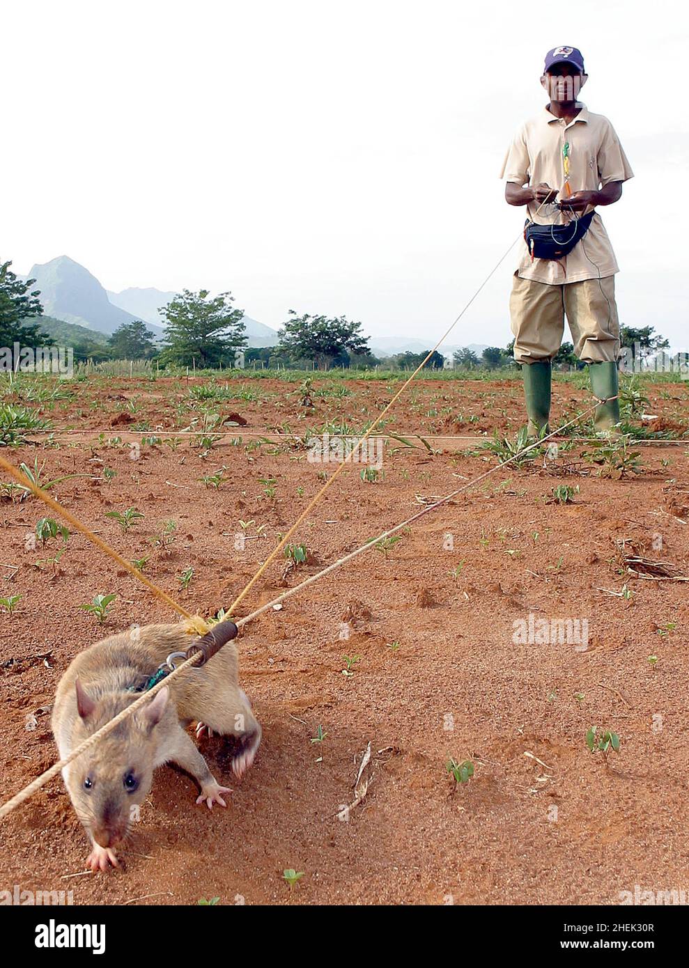 A  RAT SEARCHES FOR A LANDMINE IN A SIMULATED MINEFIELD WHILST TETHERED TO A GUIDE ROPE AND LEASH AND GUIDED BY ITS HANDLER AT THE APOPO TRAINING CENTRE, SOKOINE UNIVERSITY OF AGRICULTURE, MOROGORO, TANZANIA. AT THE CENTRE THE BELGIUM COMPANY (APOPO), THE BRAINCHILD OF BART WEETJENS, IS TRAINING RATS TO DETECT LANDMINES FOR USE IN WAR TORN REGIONS. Stock Photo