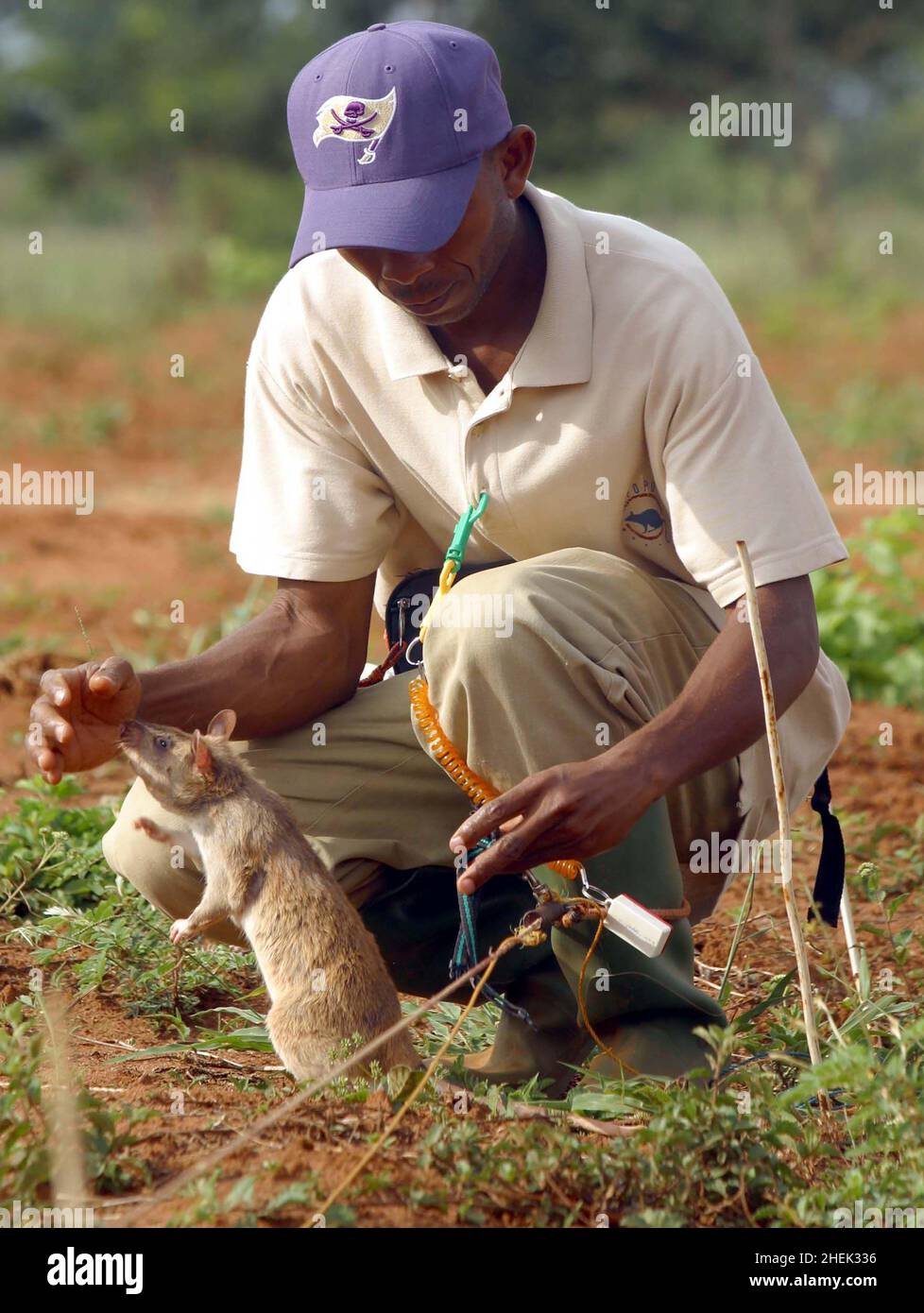 A  RAT IS REWARDED WITH FOOD AFTER LOCATING A LANDMINE IN A SIMULATED MINEFIELD AT THE APOPO TRAINING CENTRE, SOKOINE UNIVERSITY OF AGRICULTURE, MOROGORO, TANZANIA. AT THE CENTRE THE BELGIUM COMPANY (APOPO), THE BRAINCHILD OF BART WEETJENS, IS TRAINING RATS TO DETECT LANDMINES FOR USE IN WAR TORN REGIONS. Stock Photo