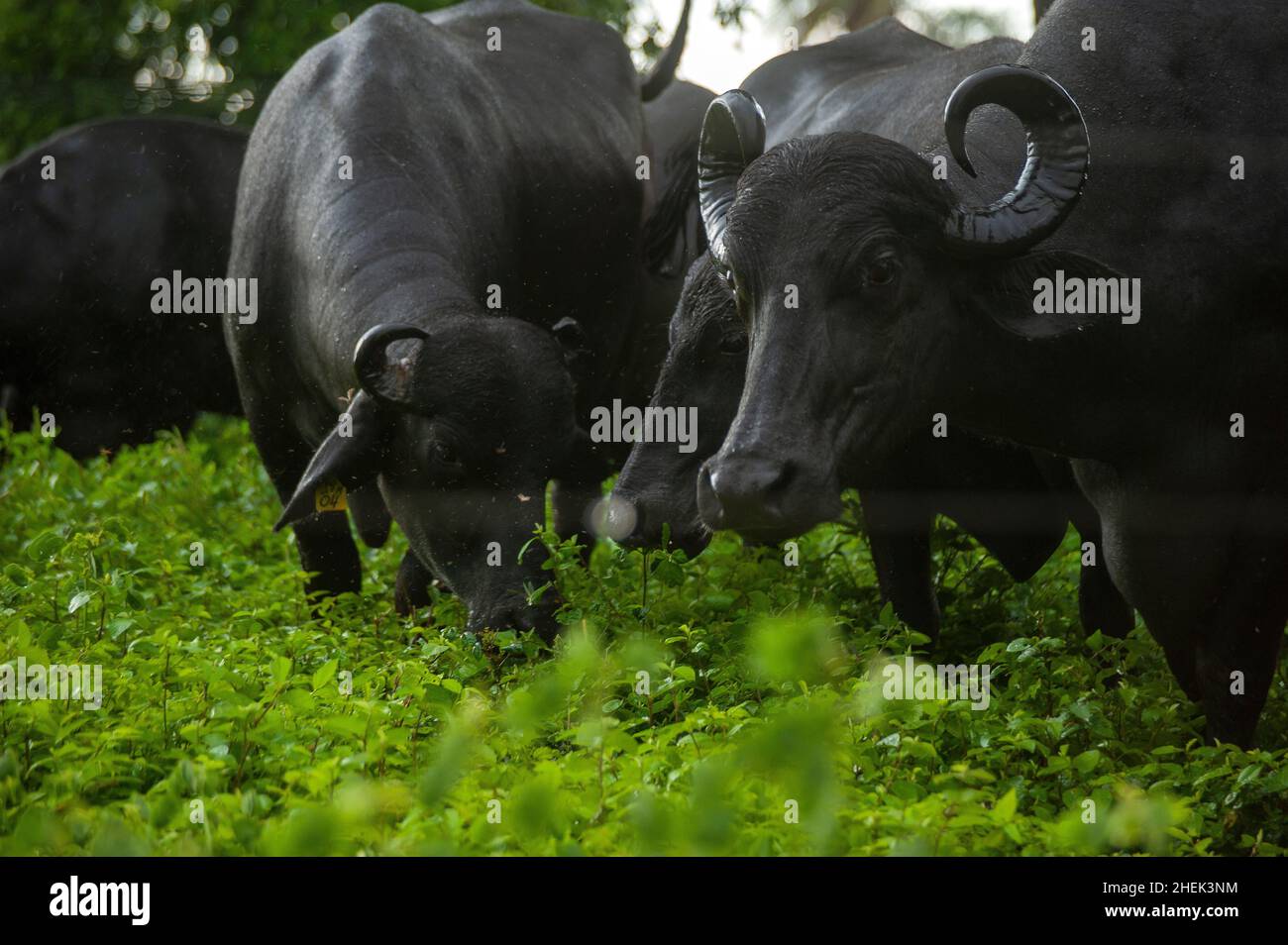 Buffalos on farm hi-res stock photography and images - Alamy